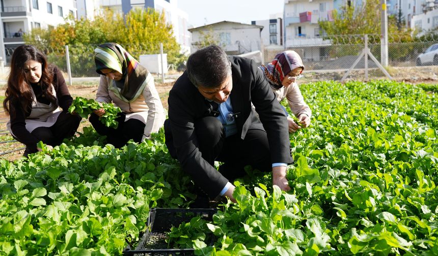 Adıyaman Belediyesi’nde hasat şenliği: Kadın emeğiyle üretilen sebzeler tezgâha çıktı