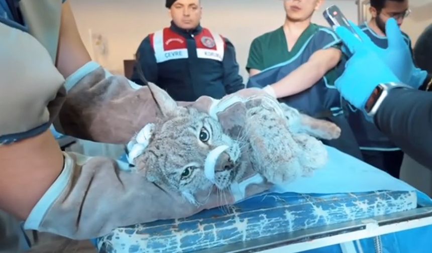 Van'da bitkin halde bulunan vaşak koruma altına alındı