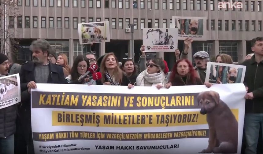 Hayvan hakları savunucusu avukatlardan Birleşmiş Milletler'e başvuru