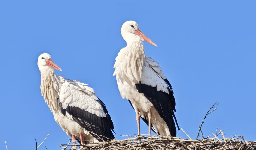 Leylekler Iğdır'a yerleşti, göçmüyor: İklim krizi mi? Yoksa besin bolluğu mu?