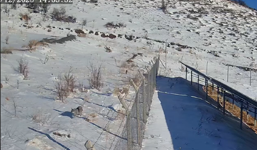 Kayseri'de yaylada gezen 3 vaşak güvenlik kamerasınca görüntülendi