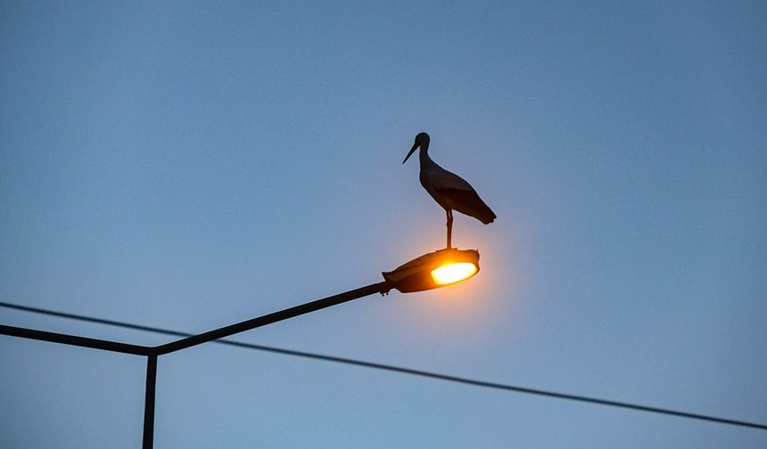 Küresel ısınma Iğdır'daki leyleklerin göç alışkanlığını değiştirdi
