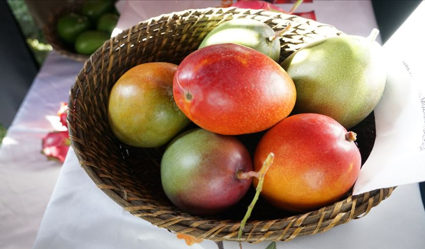 Mango Nedir? Faydaları Nelerdir? Kilo Aldırır mı?