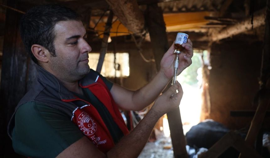 Milas'ta 'şap hastalığı' nedeniyle 11 mahalle karantinaya alındı