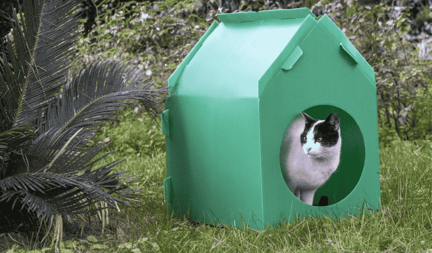 İzmir'de kediler sıcak yuvalarına kavuştu