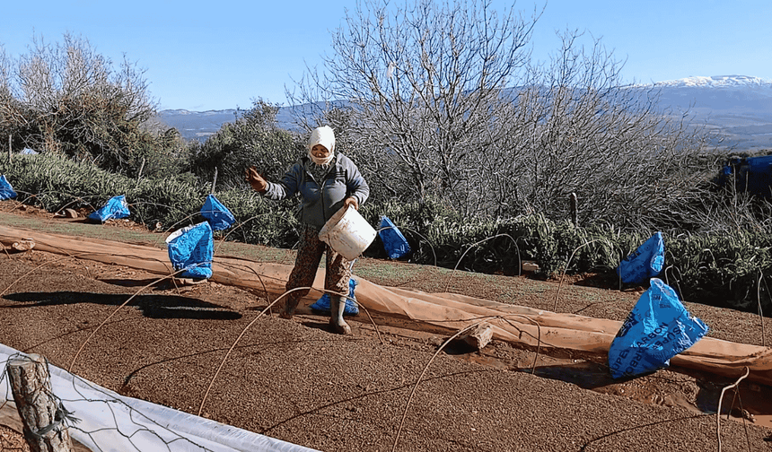 Aydın'da tütün üreticileri tepkili: Geçen yılın mahsulü hala alınmadı, fiyatlar belirsiz