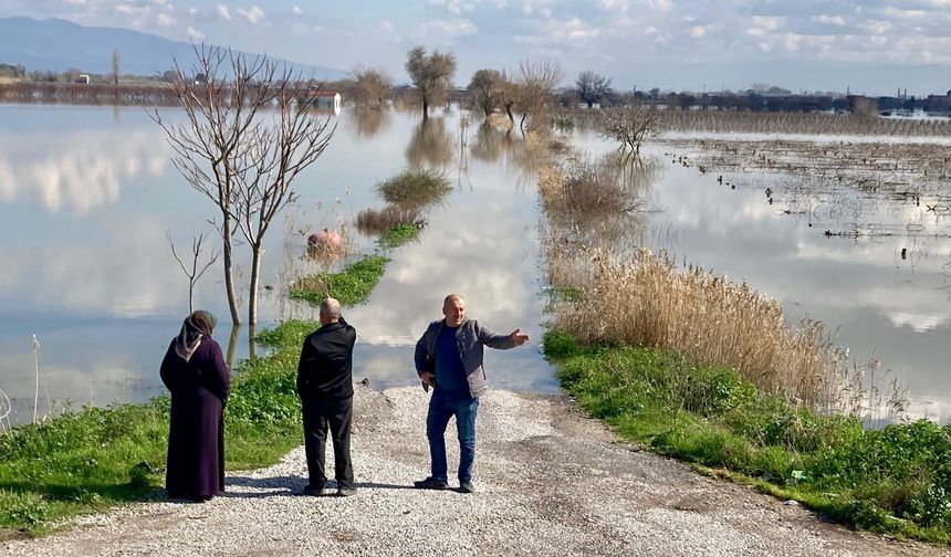 Gediz taştı: Hayvanlar damlarda beslenmekten mahrum kaldı
