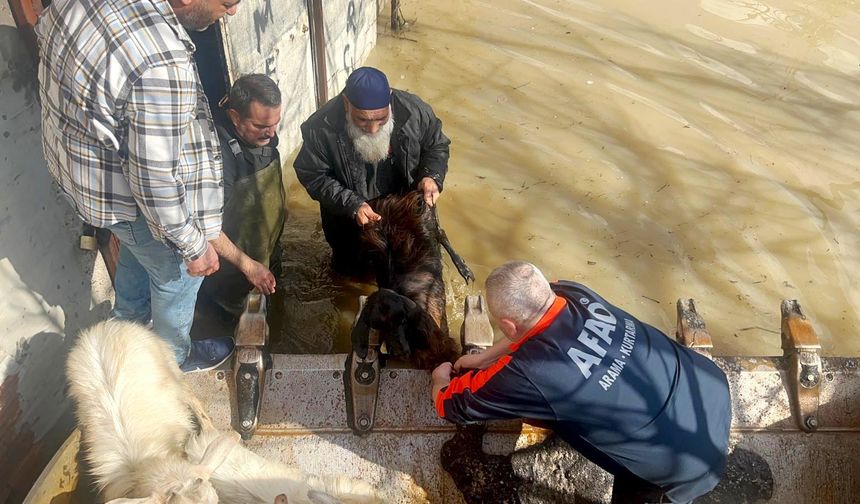 Manisa’da Gediz yatağına sığmadı; bağ evleri, besi çiftlikleri ve üzüm bağları sular altında kaldı