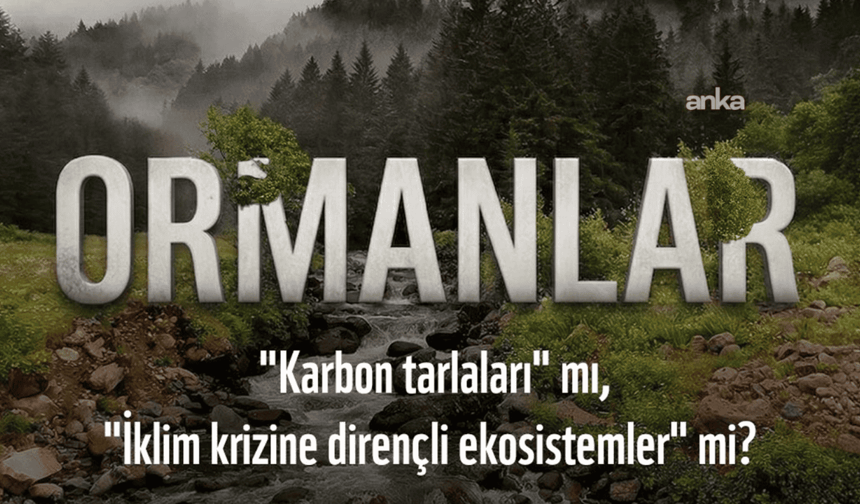 WWF: İklim politikaları kısa vadeli karbon kazanımları yerine ekosistem bütünlüğünü gözetmeli