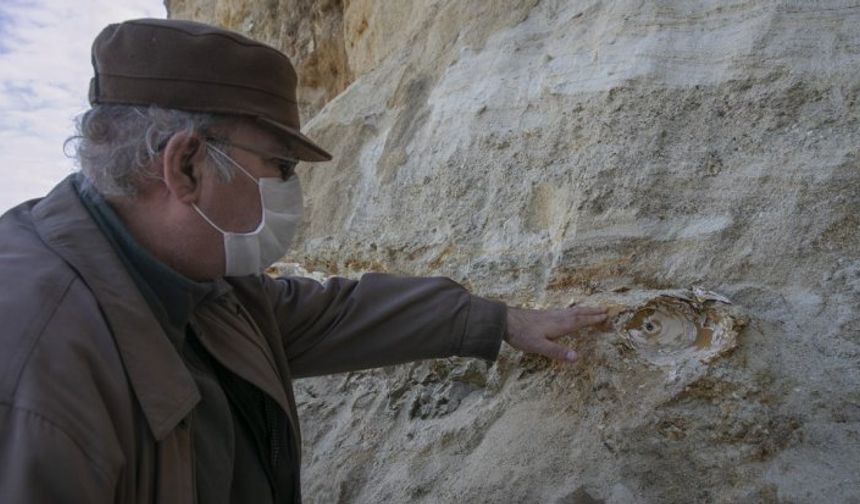 Edirne'de köylüler 8 milyon yıllık mamut fosili buldu