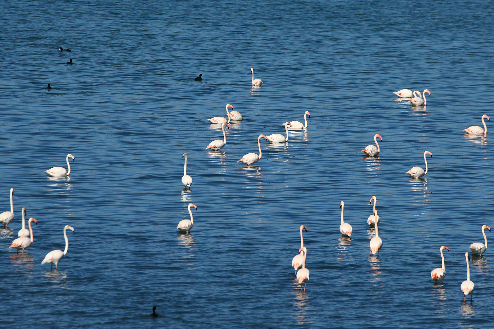 Van Gölü Kuşlar