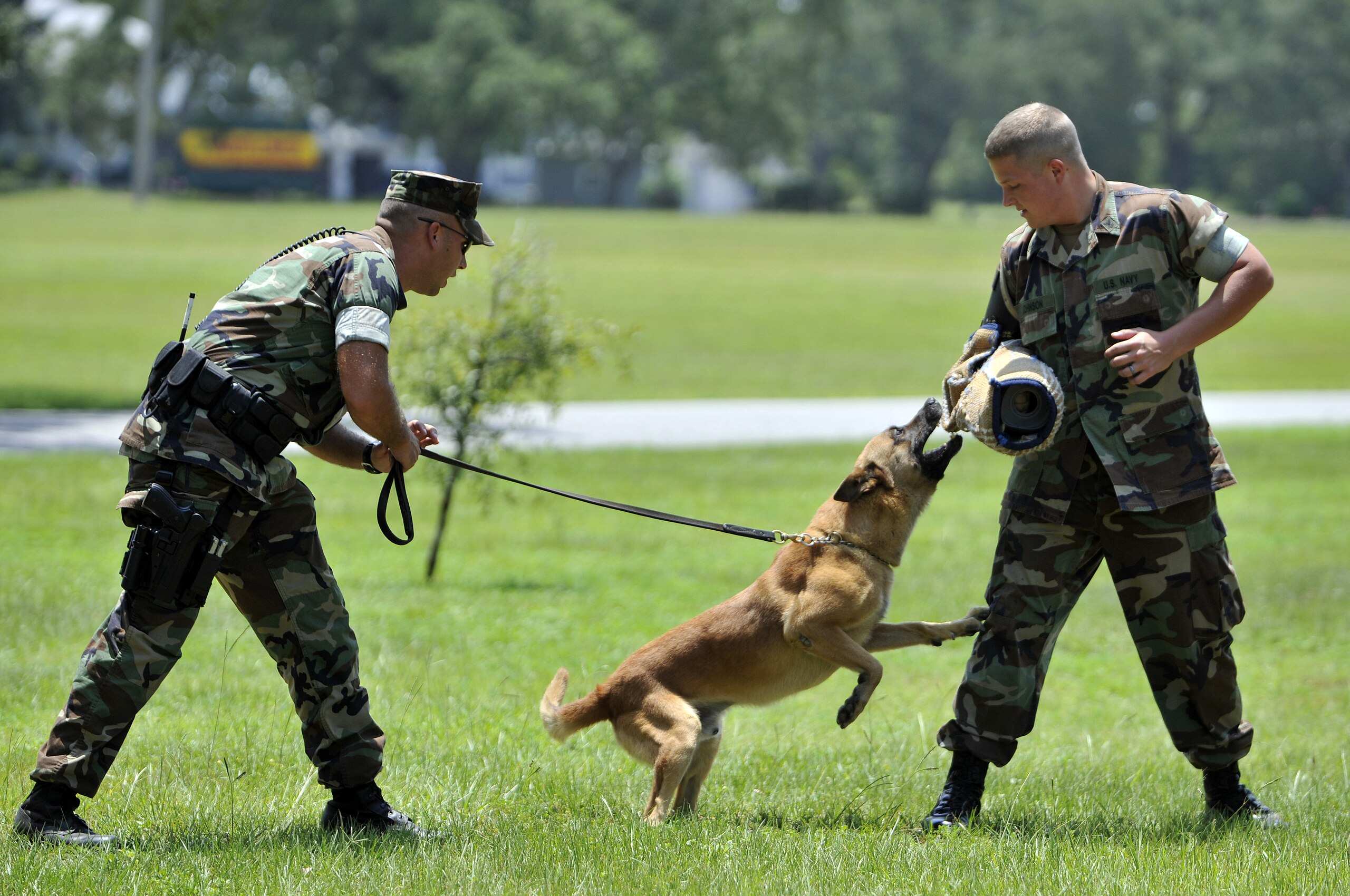 Amerikan Ordusunda Köpek Eğitimi