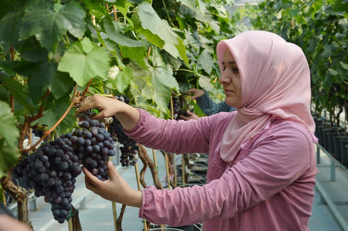Manisa’da ilk üzüm hasadı Spil Karası ile başladı