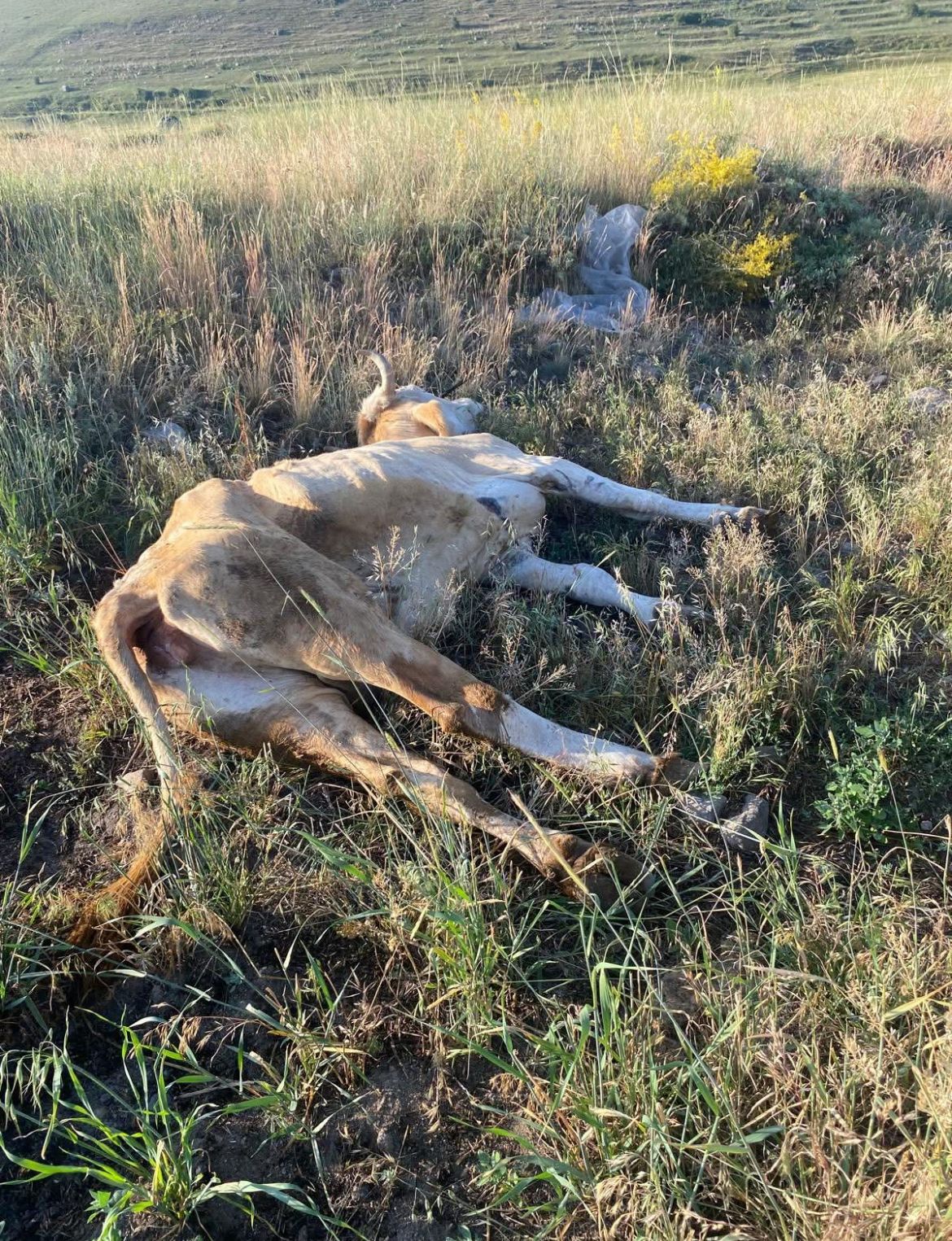 1Ac8B662 2524 463E 8E86 364A70D82B57