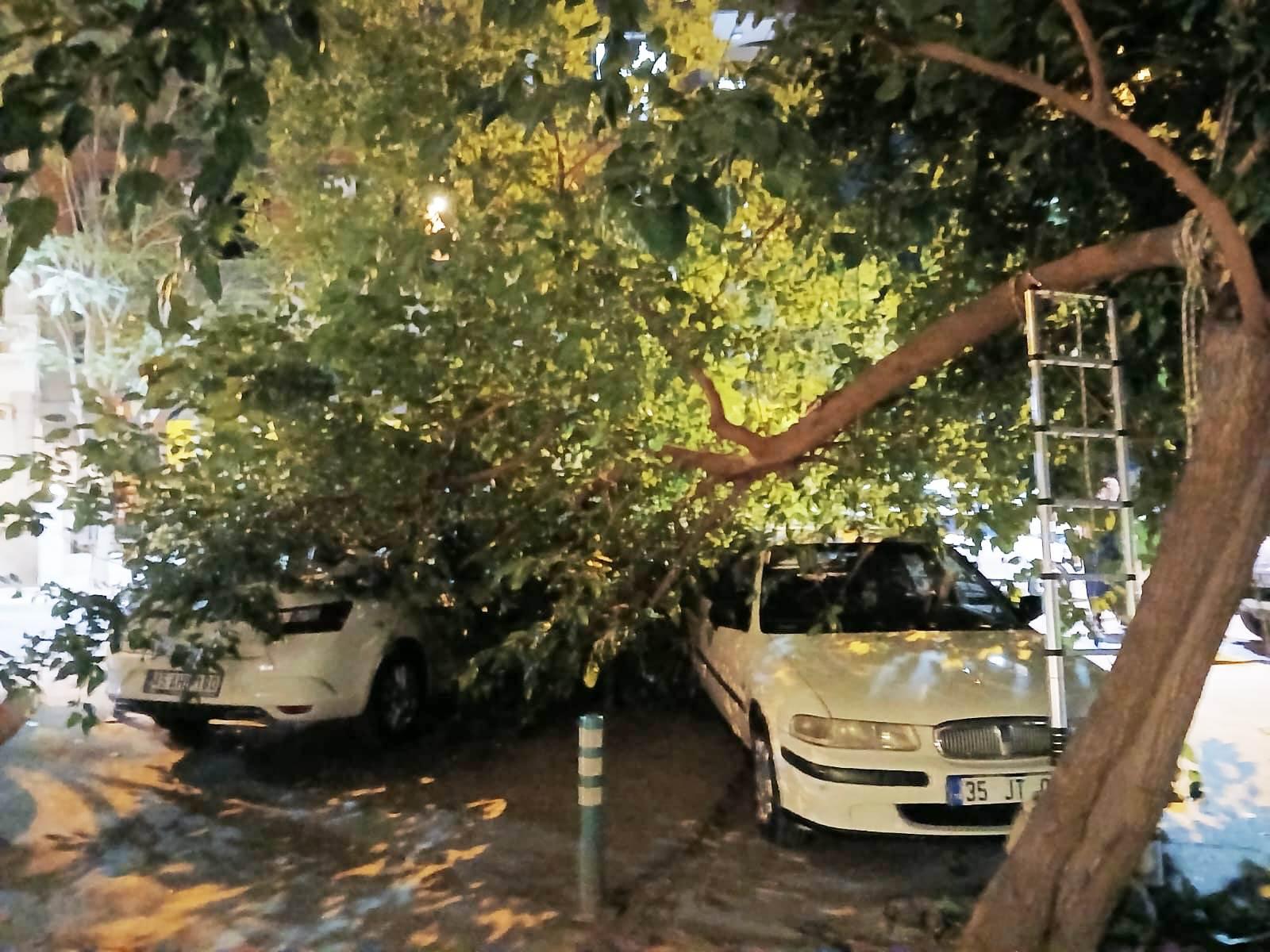 Asırlık dut ağacı dövdesinde iki ayrıldı: Park halindeki araçlar altında kaldı