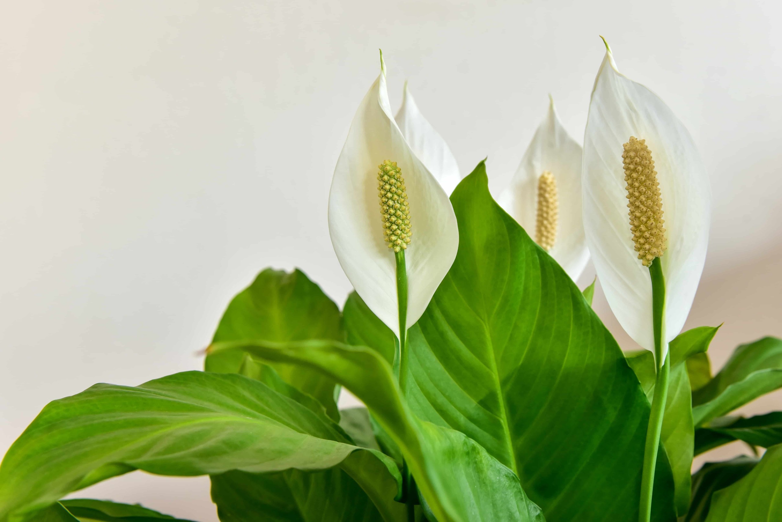 Barış Çiçeği Spathiphyllum