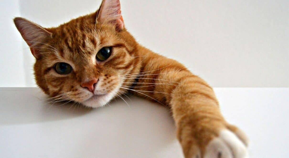 Komik Kedi Isimleri 4