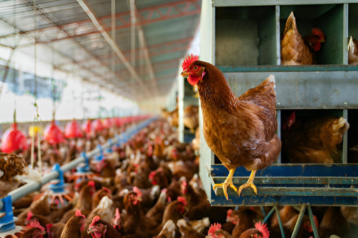 Tavuk Çiftliği Kurma Maliyeti 5