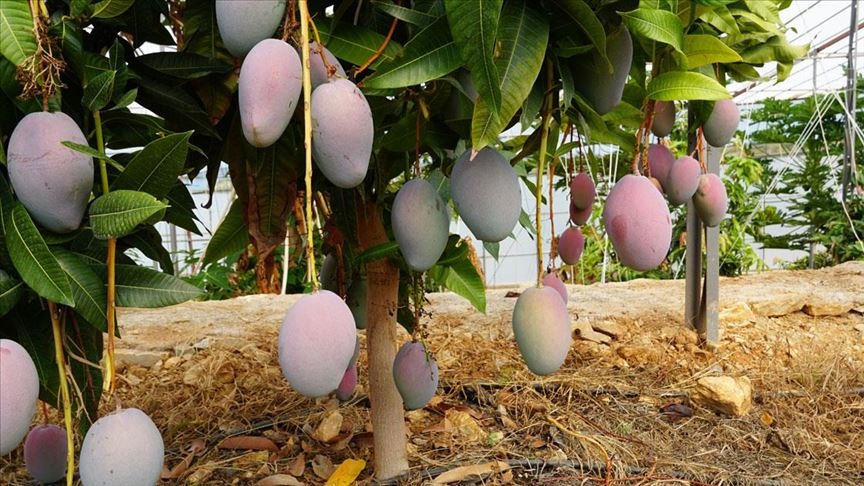 Mango'nun Faydaları