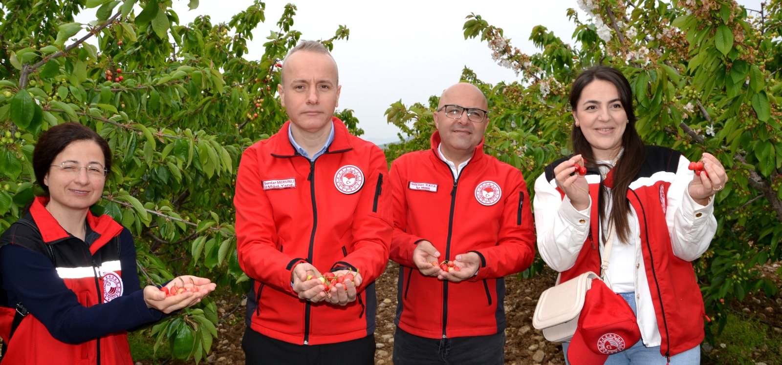 Kuzey Ege'nin En Erkenci Kirazı Manisa'nın Sancaklıbozköy Ve Sancaklı İğdecik'te Görücüye Çıktı